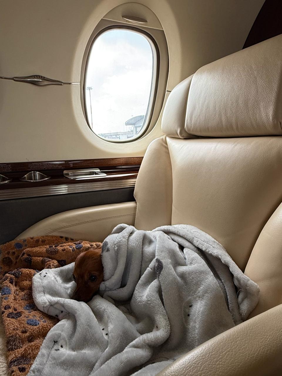 полет на частном самолете с собакой