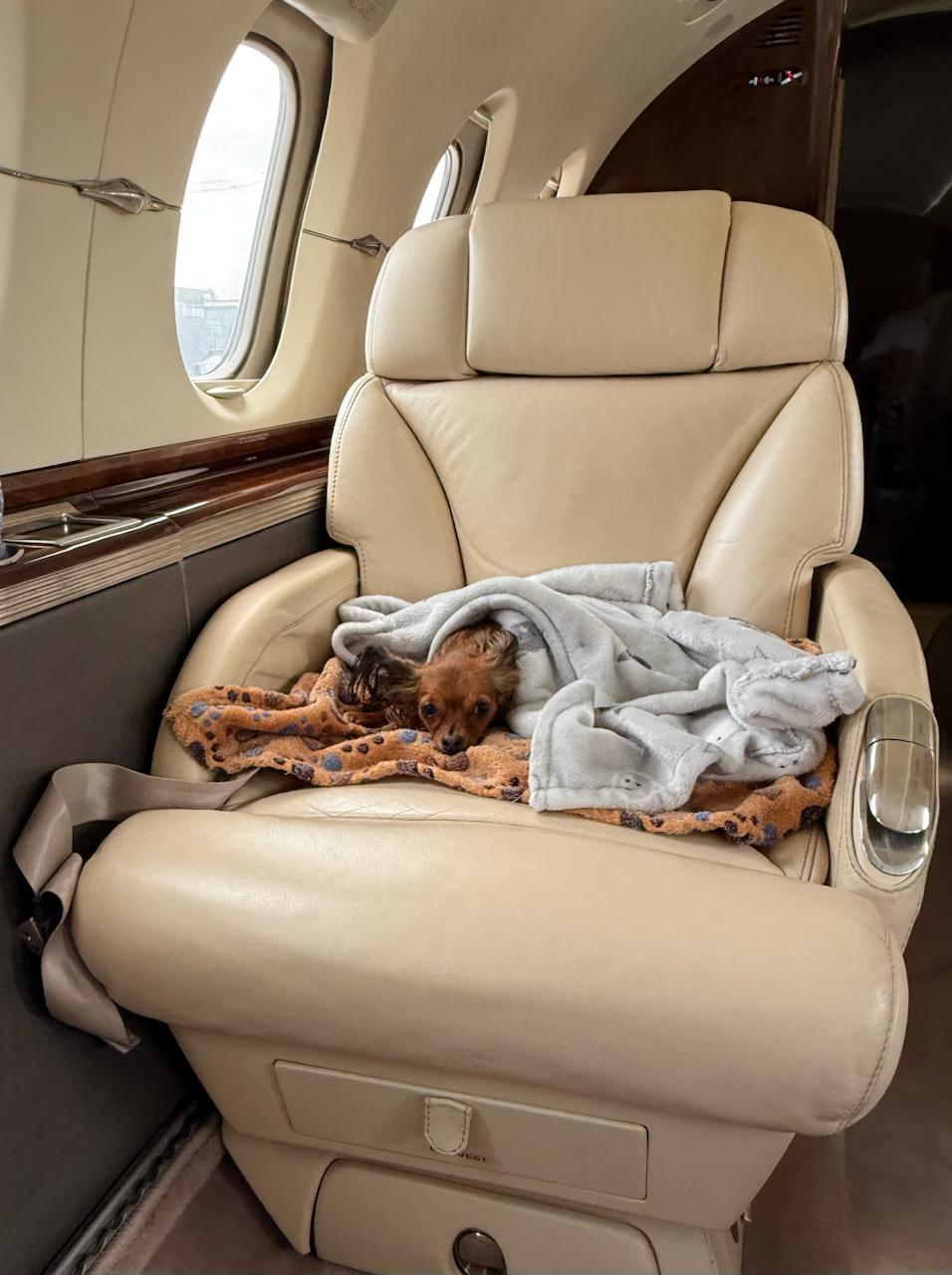 полет на частном самолете с собакой